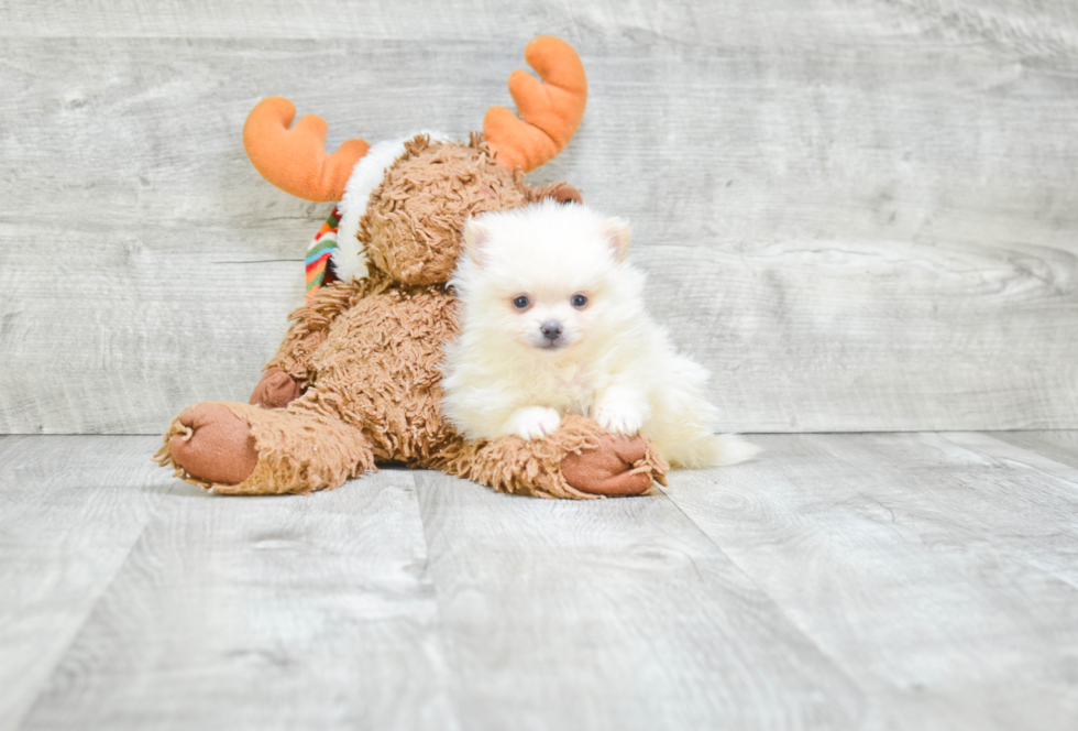 Playful Pomeranian Baby