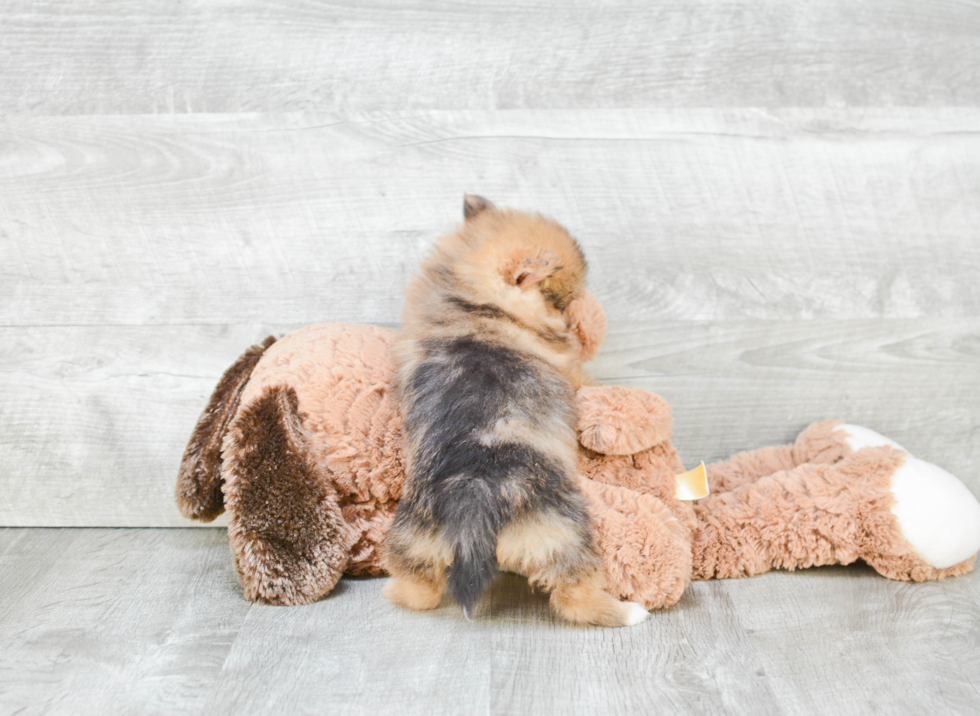 Cute Pomeranian Purebred Puppy