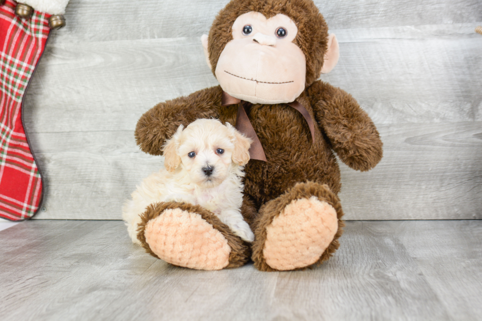 Petite Maltipoo Poodle Mix Pup