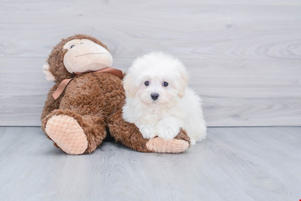 Maltipoo Pup Being Cute