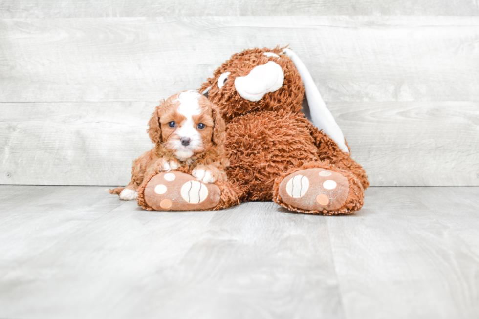 Cavapoo Puppy for Adoption