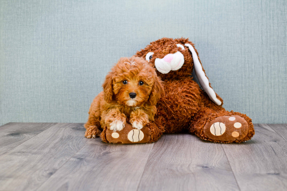 Hypoallergenic Cavoodle Poodle Mix Puppy