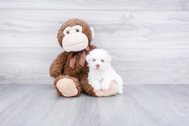 Havanese Pup Being Cute