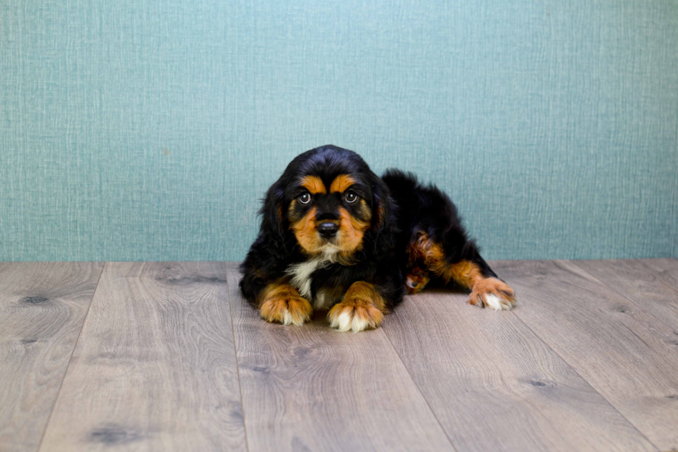 Friendly Cavalier King Charles Spaniel Baby