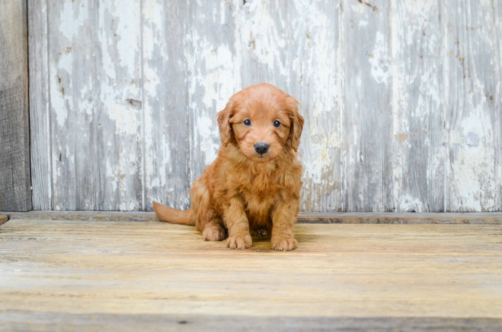 Sweet Mini Goldendoodle Baby