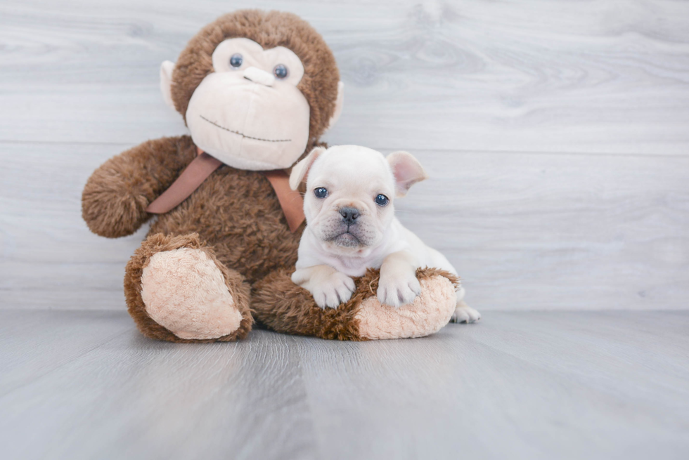 Small French Bulldog Baby