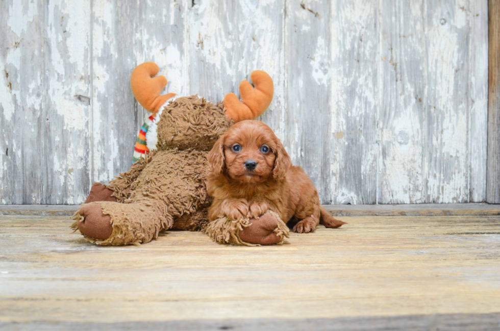 Friendly Cavapoo Baby