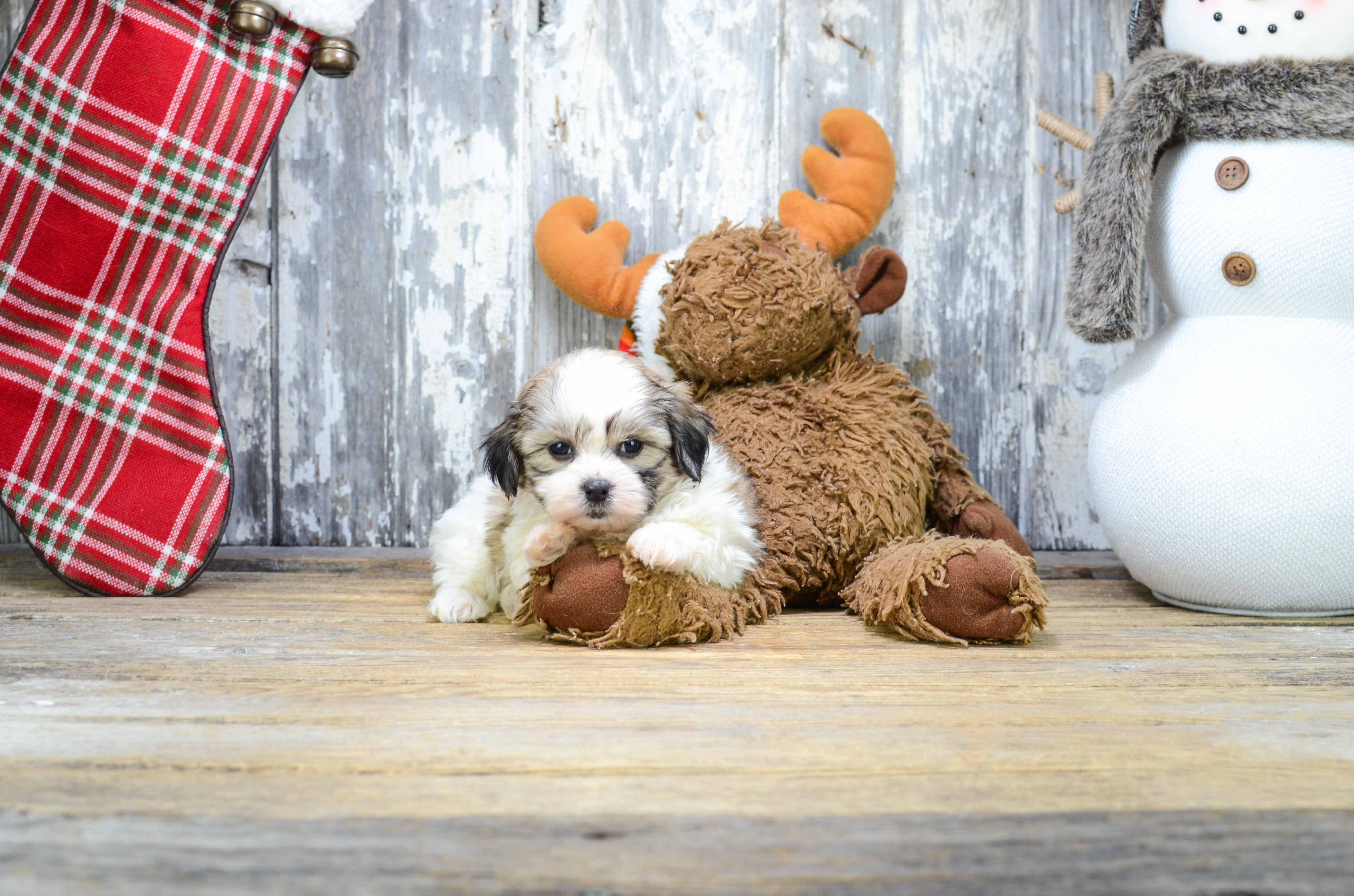 Little Shit Designer Puppy