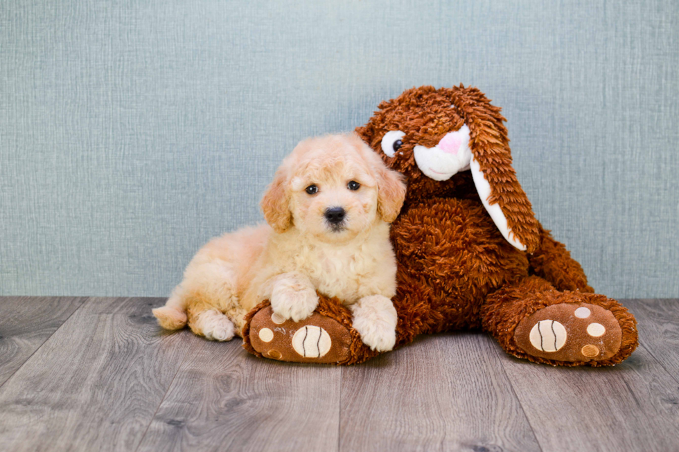 Mini Goldendoodle Pup Being Cute