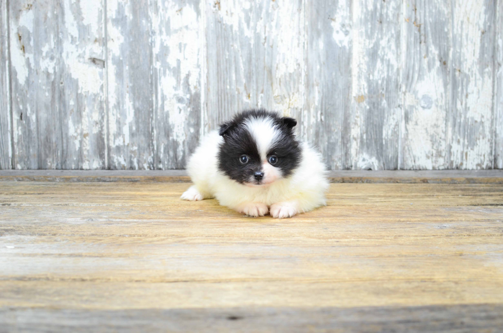 Akc Registered Pomeranian Baby