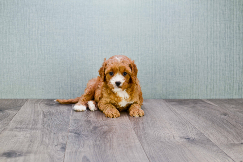 Cavapoo Pup Being Cute