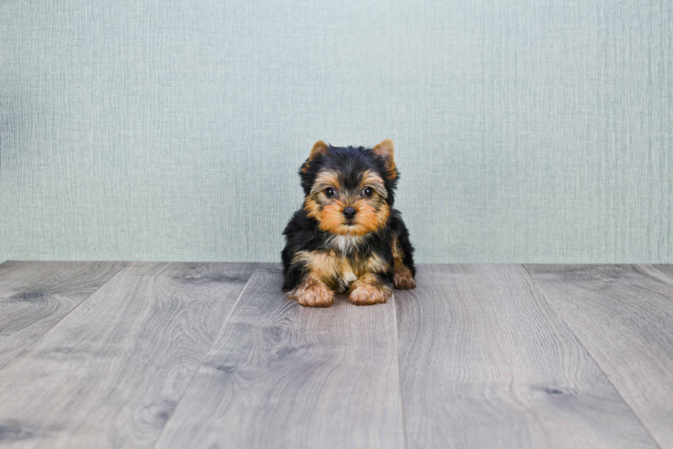 Meet Victoria - our Yorkshire Terrier Puppy Photo 