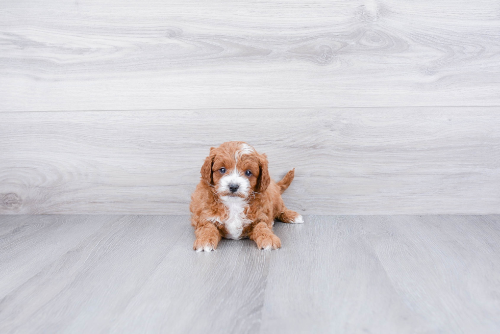 Cavapoo Pup Being Cute