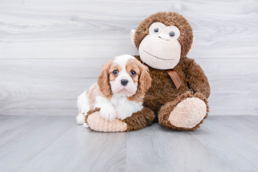 Little Cavalier King Charles Spaniel Baby