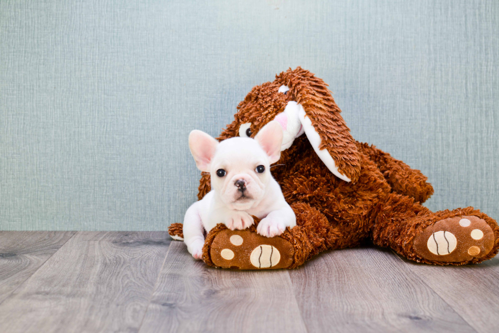 Best French Bulldog Baby