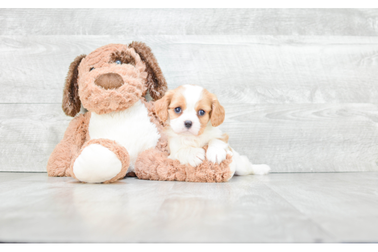 Friendly Cavachon Baby