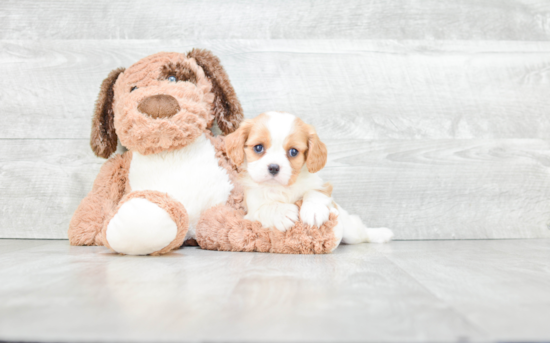 Friendly Cavachon Baby