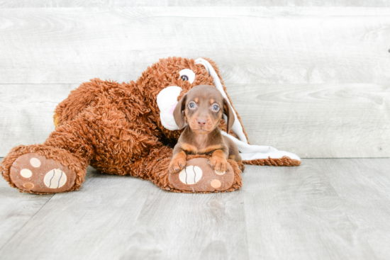 Cute Dachshund Baby