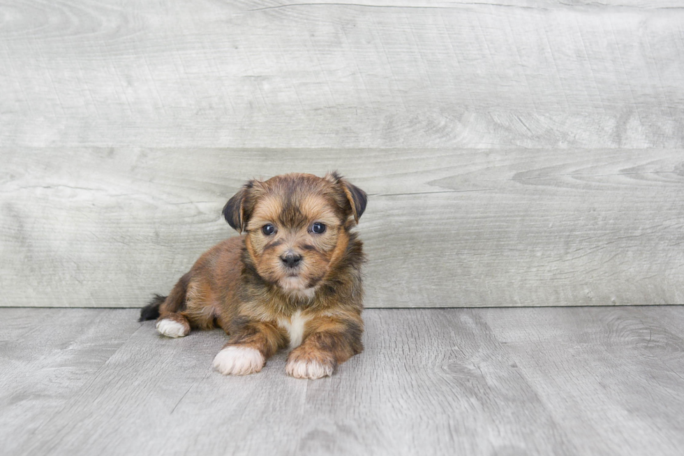 Shorkie Pup Being Cute