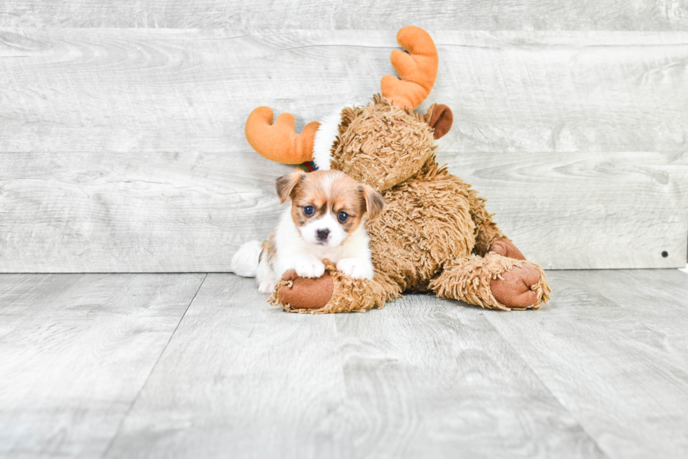 Shorkie Pup Being Cute