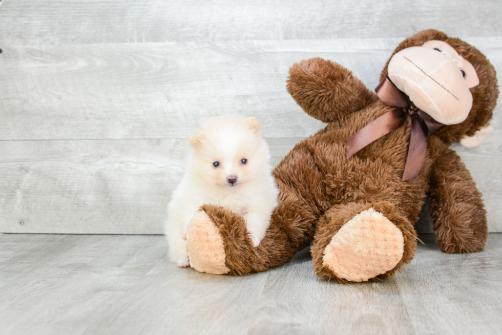 Hypoallergenic Pomeranian Baby