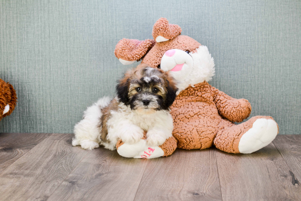 Petite Teddy Bear Designer Pup