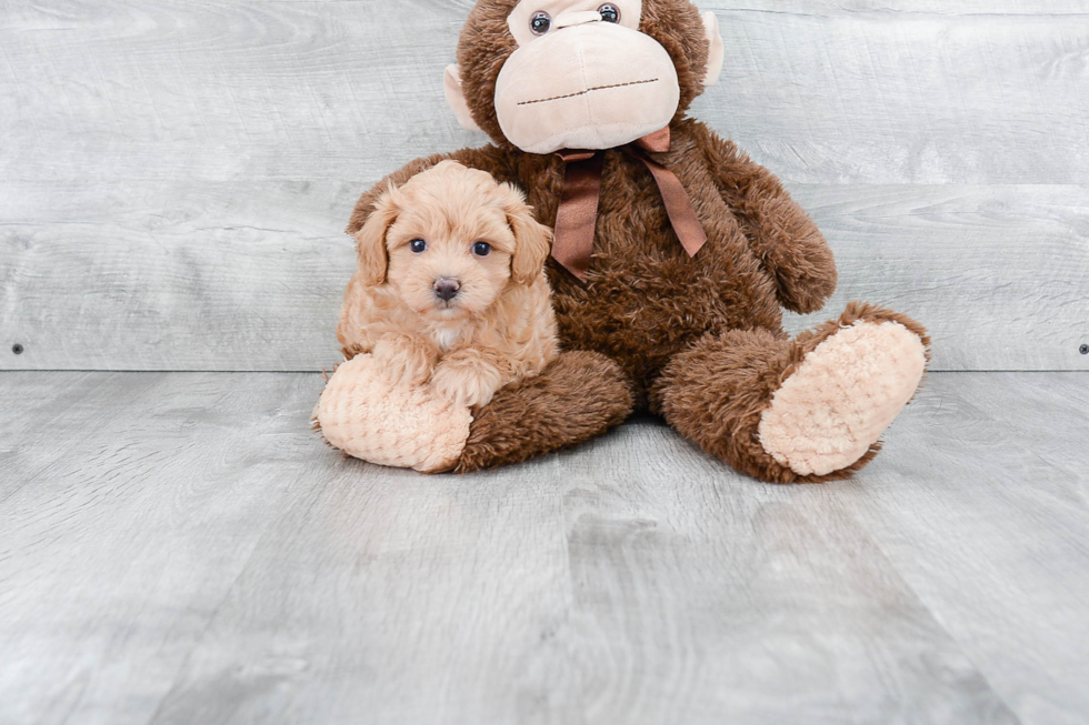 Maltipoo Pup Being Cute