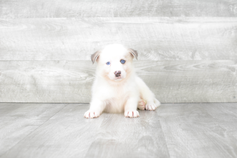 Pomsky Pup Being Cute