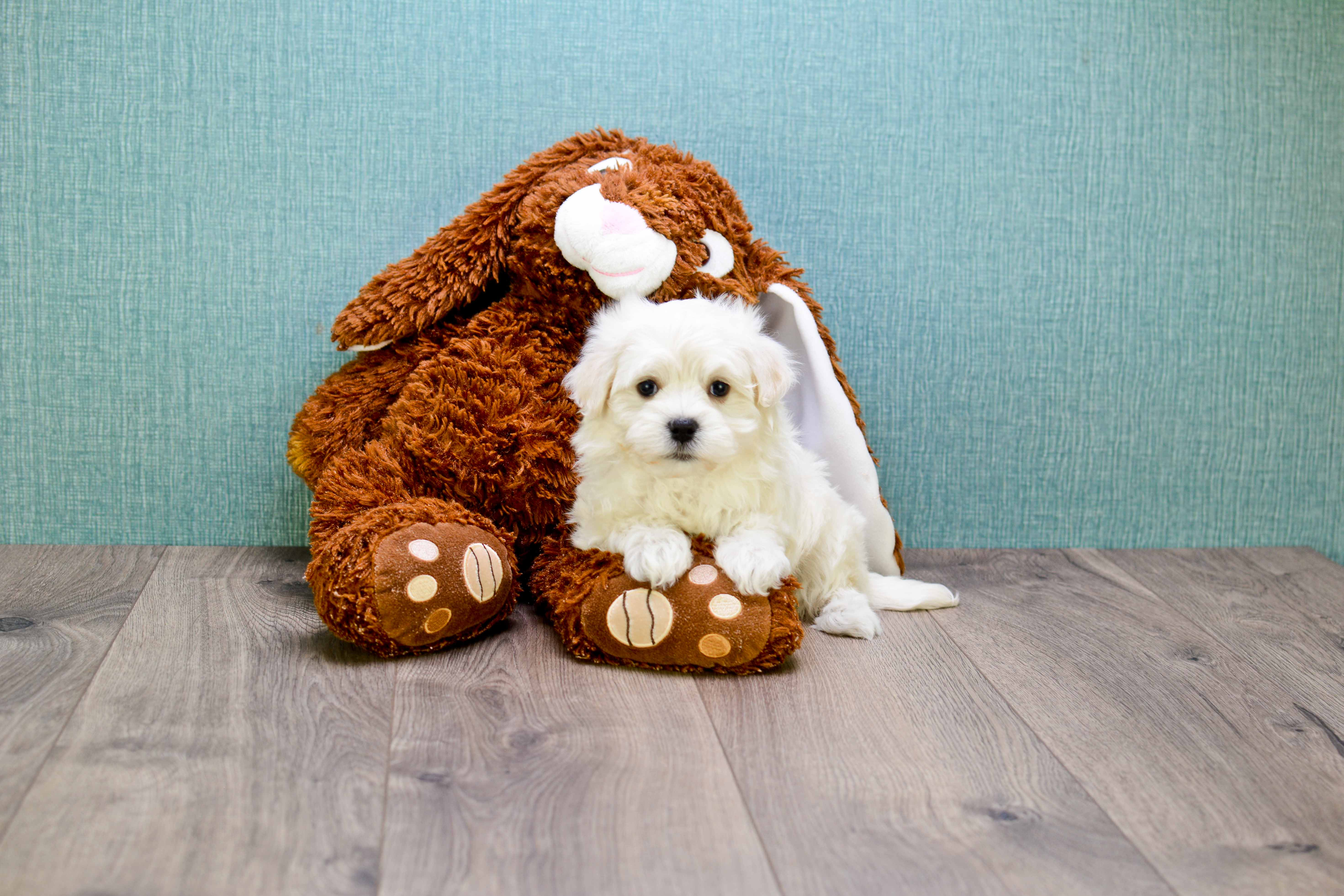 Maltipoo Puppy for Adoption