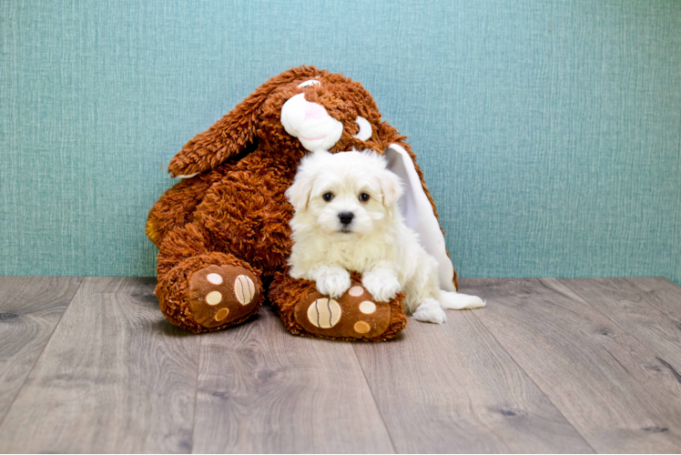 Maltipoo Puppy for Adoption