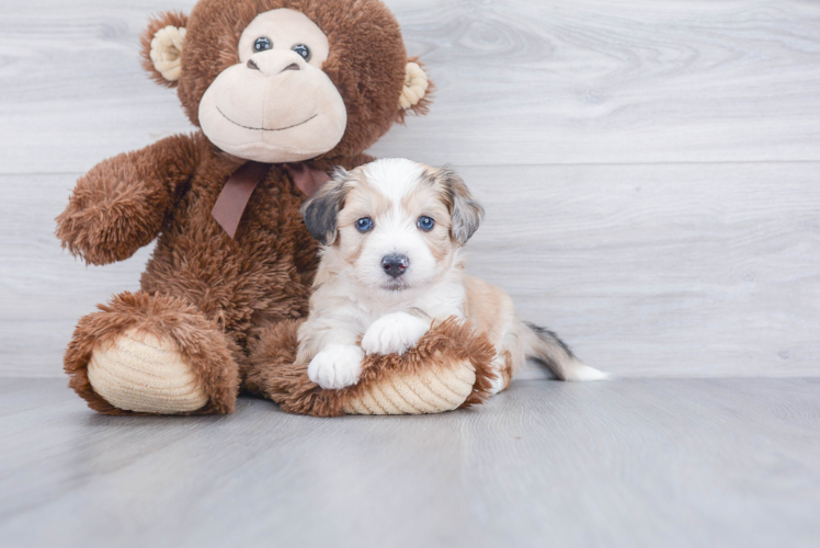 Aussiechon Puppy for Adoption