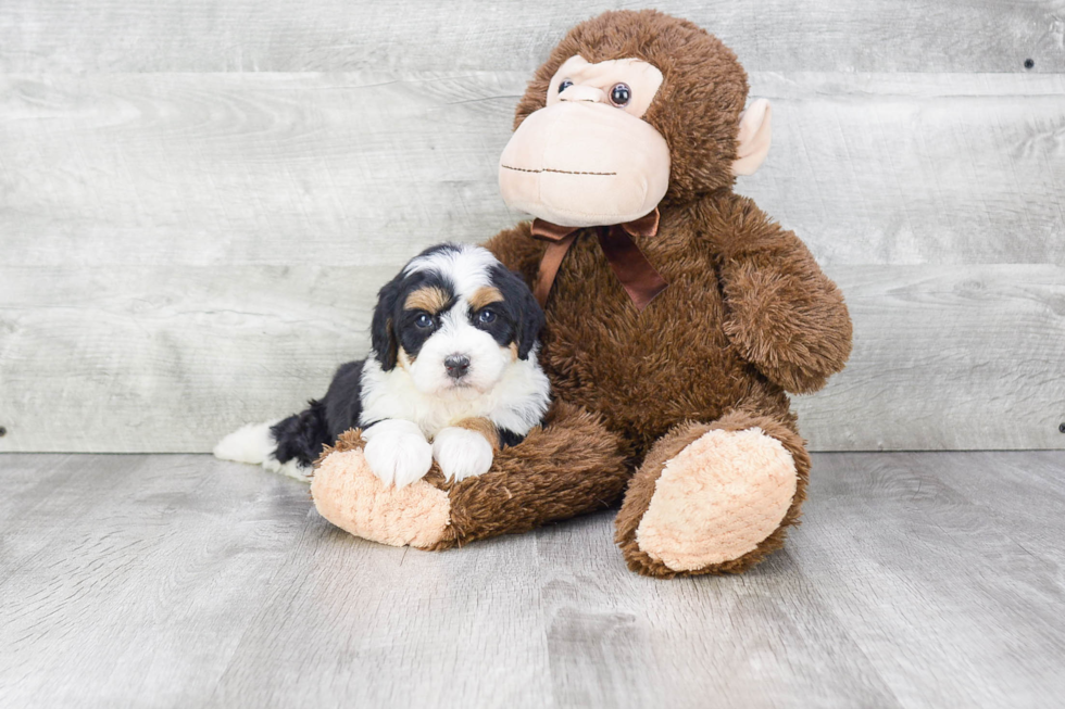 Mini Bernedoodle Pup Being Cute