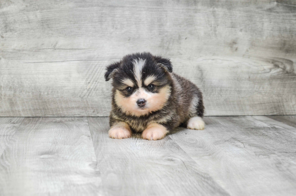 Pomsky Puppy for Adoption