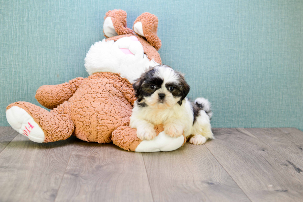 Adorable Shi Chon Designer Puppy