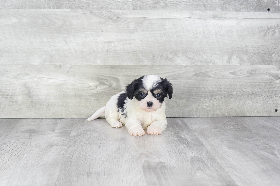 Petite Cavachon Designer Pup