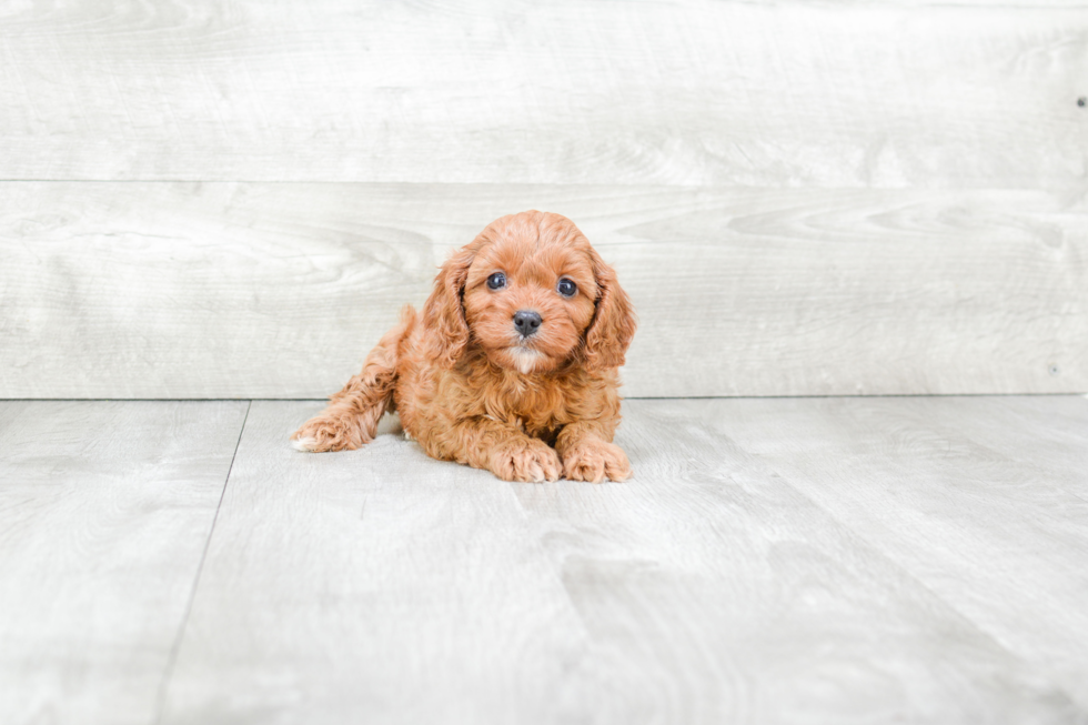 Best Cavapoo Baby