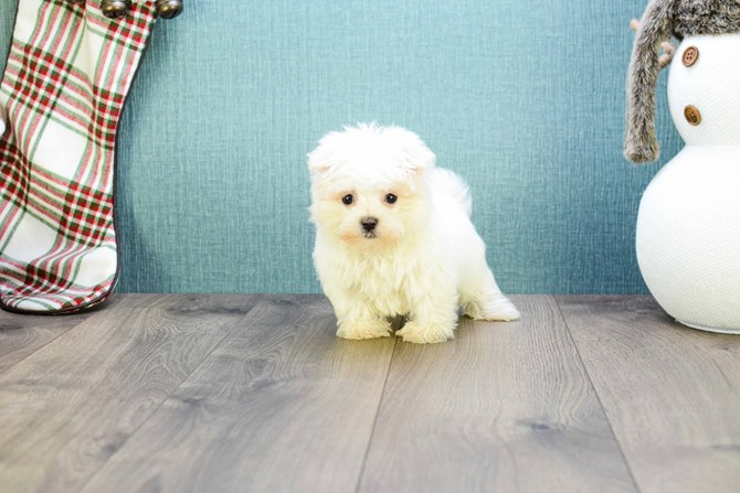 Best Maltese Baby