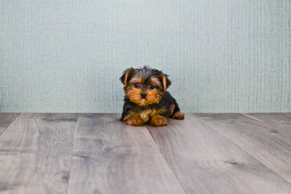 Meet Twinkle - our Yorkshire Terrier Puppy Photo 