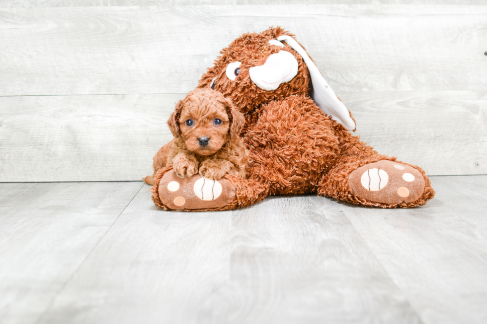 Cavapoo Pup Being Cute