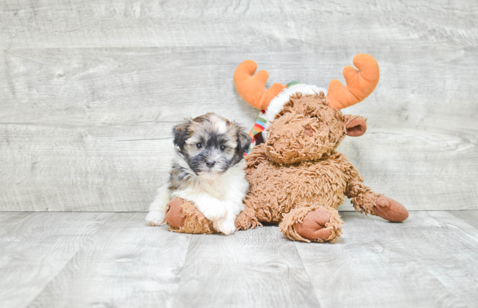 Havanese Pup Being Cute