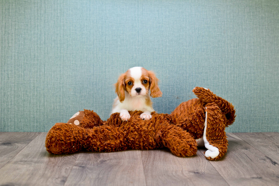 Best Cavalier King Charles Spaniel Baby