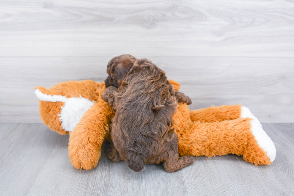 Adorable Pudle Purebred Puppy