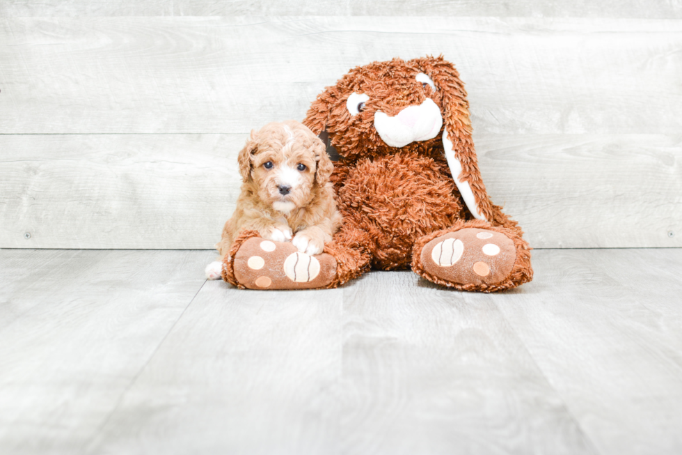 Funny Cavapoo Poodle Mix Pup