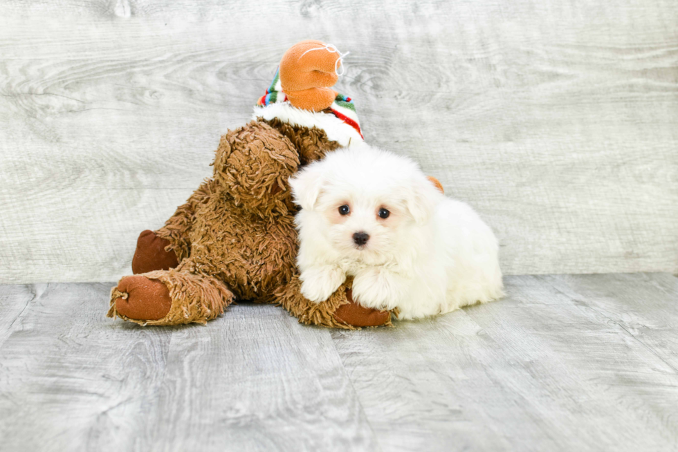 Maltipom Pup Being Cute