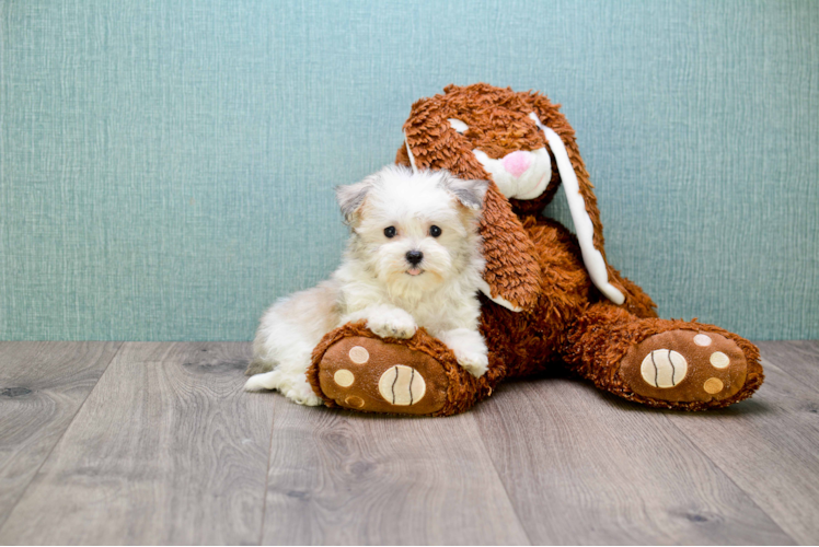 Friendly Havanese Purebred Pup