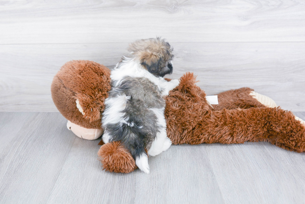 Petite Havanese Purebred Puppy