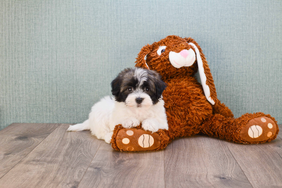 Sweet Havanese Purebred Puppy