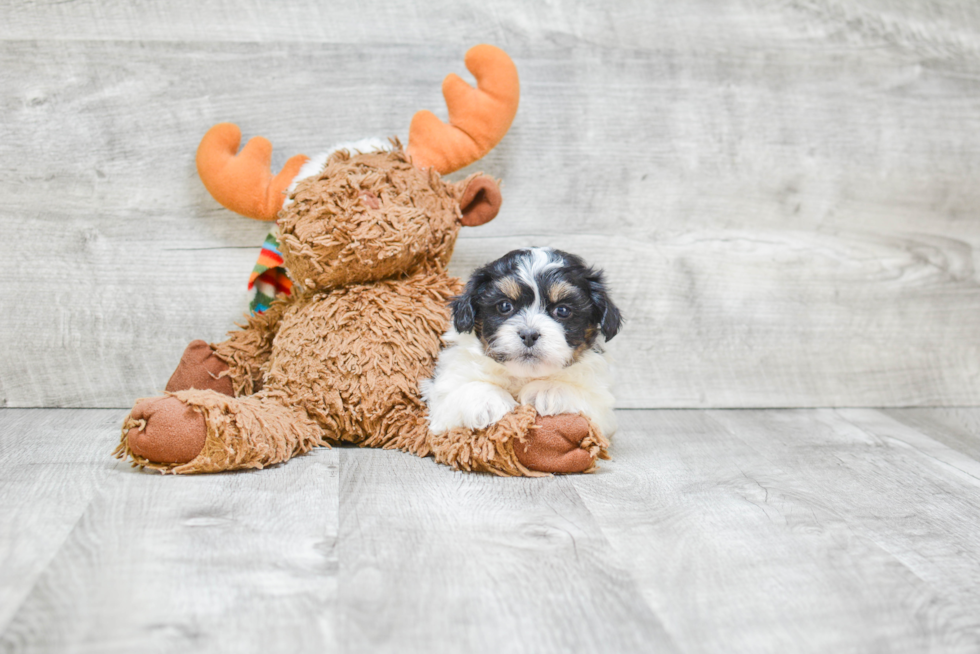 Friendly Teddy Bear Baby