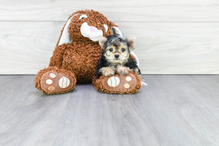 Popular Morkie Designer Pup