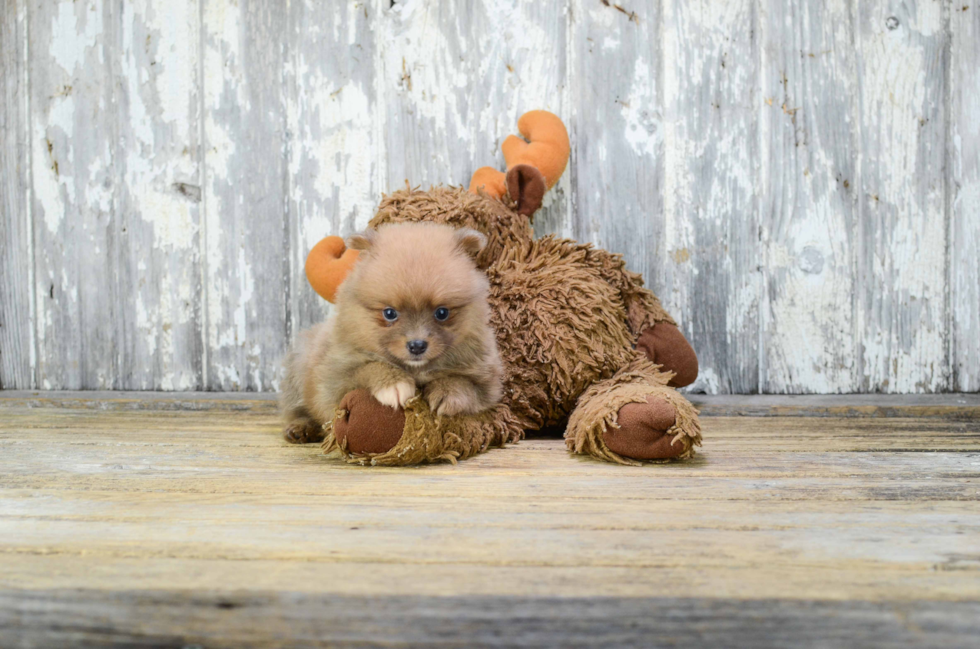 Adorable Pomeranian Purebred Puppy